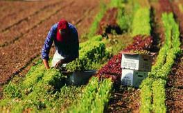 AGRICULTURA ROMANIEI: VALOAREA PRODUCTIEI – Peste 100 de miliarde. Topul regiunilor